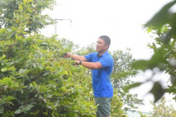 Thị trường - Tiêu dùng - Làng mai lớn nhất TPHCM hối hả chuẩn bị vụ Tết