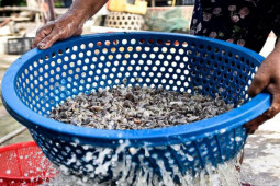 Thị trường - Tiêu dùng - Thứ đặc sản ở quê xưa rẻ như cho, nay là "mỏ vàng" dân đi bắt kiếm nửa triệu/ngày