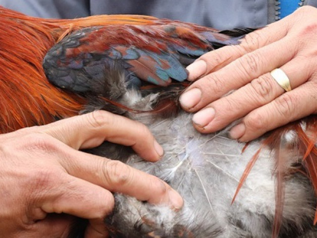 Thị trường - Tiêu dùng - Lạ đời giống gà ăn đá, uống sương đêm, đen từ xương đen ra, giá cao "ngất" vẫn không có để mua