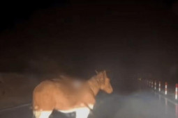 Phi thường - kỳ quặc - Nhóm bạn trẻ thoát khỏi vụ sạt lở đất nhờ chú ngựa hoang ngoan cố