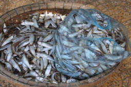 Thị trường - Tiêu dùng - Loại cá xưa bị chê, chỉ cho lợn ăn, nay làm thành món đặc sản nổi tiếng một vùng