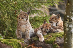 Bạn trẻ - Cuộc sống - Tổng hợp các bài quiz "ảo tung chảo"