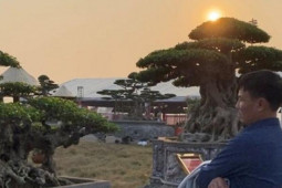 Thị trường - Tiêu dùng - Cây sanh cổ giá siêu đắt 10 tỷ đồng khiến dân mạng trầm trồ