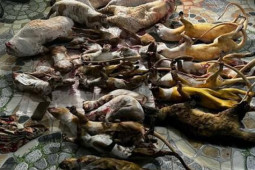 Tin tức trong ngày - 2 phụ nữ gom động vật hoang dã bán cho khách nhậu Tết