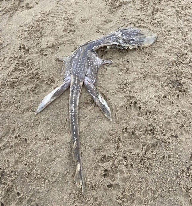 Phần còn lại của một con quái vật kỳ dị trên một bãi biển đã làm dấy lên sự so sánh với quái vật hồ Loch Ness.
