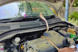 Video: Tài xế rùng mình phát hiện rắn hổ mang ẩn nấp trong xe