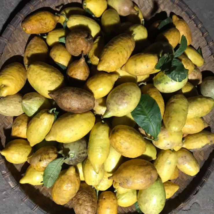 Chục năm nay, chanh yên &#34;sốt&#34; trên thị trường, được nhiều người biết đến, giá cũng đắt đỏ hơn nên nhiều người mang về trồng đại trà
