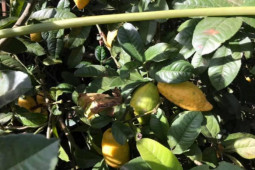 Thị trường - Tiêu dùng - Loại quả ở Việt Nam trước rụng đầy gốc nay là "mỏ tiền", đắt khách dịp cuối năm