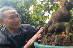 Tin tức trong ngày - Video: Vườn mai bonsai tiền tỉ của nghệ nhân đất võ