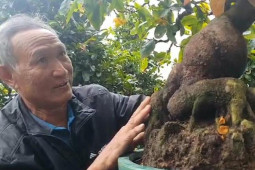 Tin tức trong ngày - Video: Vườn mai bonsai tiền tỉ của nghệ nhân đất võ