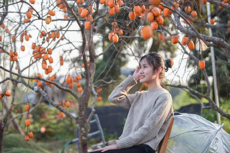 Chủ vườn cho biết, việc mua những cây hồng trên chủ yếu để bán trong dịp Tết.