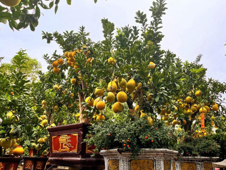 Năm nay nhà vườn đưa ra thị trường chậu bưởi Diễn kết hợp ớt kiểng giúp không gian trưng Tết rực rõ hơn