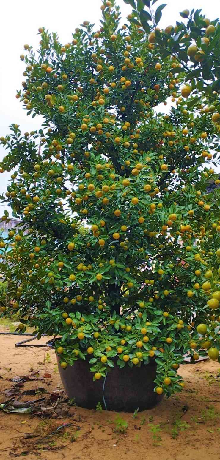 Chậu quất cảnh Hội An có giá 15 triệu đồng