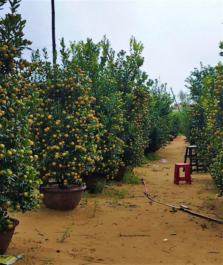 Quất Hội An nổi tiếng về chất lượng được thị trường ưa chuộng (Vườn quất cảnh ông Nhứt)