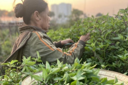 Thị trường - Tiêu dùng - Rau xanh tăng giá chóng mặt, đắt ngang thịt, cá