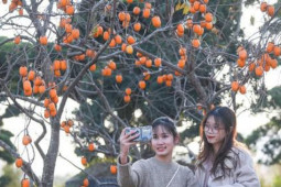 Thị trường - Tiêu dùng - Nhiều người mải mê check-in vườn hồng độc lạ nhất Thủ đô