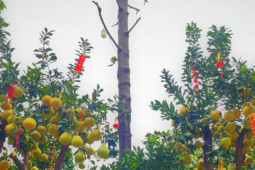 Thị trường - Tiêu dùng - Bưởi Diễn trưng Tết chờ khách mua, quất cảnh Hội An đắt hàng