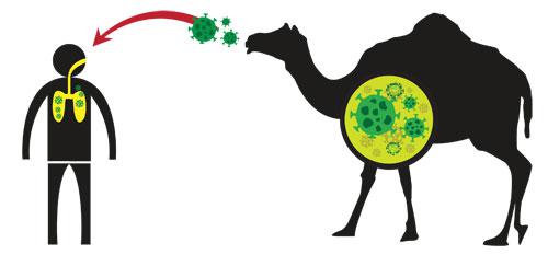 Các loài động vật có móng guốc như lạc đà, dê bị nghi ngờ là vật chủ trung gian của MERS-CoV. Ảnh: Shutterstock