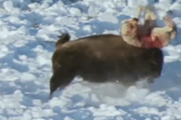 Media - Bị dồn đến đường cùng, bò Bison điên cuồng truy sát sói xám