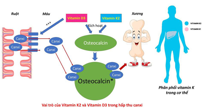 Tiến sĩ BV Nhi top 3 nước Mỹ hé lộ cách giúp trẻ “bứt phá” chiều cao nhờ vitamin K2 - 3