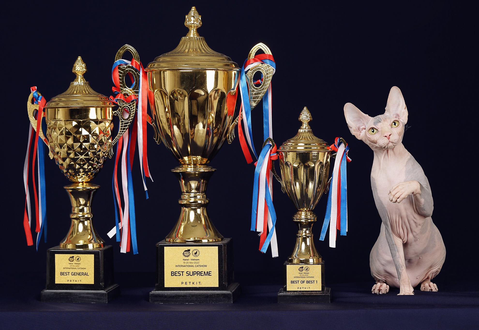 Thí sinh mèo có tên Orange thắng giải Best Supreme giành ngôi hoa hậu mèo năm 2022