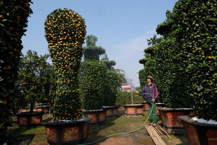 Cây quất hình cúp vàng World Cup với chiều cao 3,2m tại nhà vườn của anh Nguyễn Văn Thạnh (Hưng Yên)