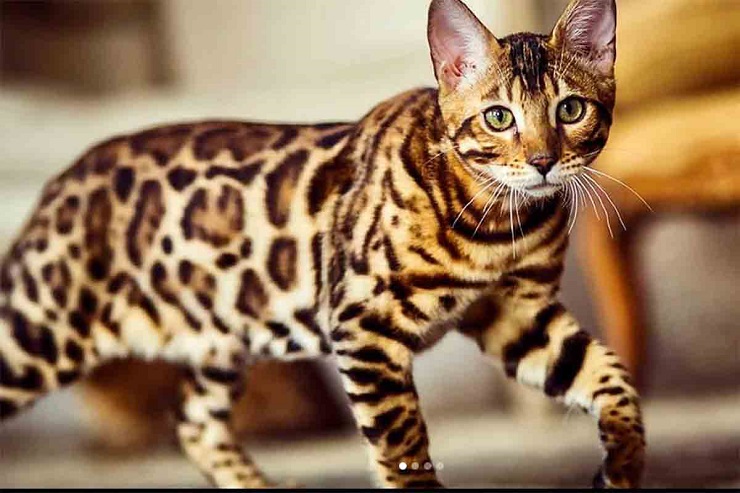 Được coi là giống mèo đắt nhất thế giới, giống mèo Ashera có giá từ 22.000-100.000 USD (tương đương 520 triệu đồng đến hơn 2,3 tỷ đồng).

