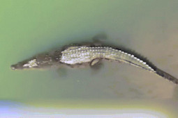 Tìm thấy một phần thi thể trong bụng cá sấu khổng lồ