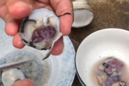 Loài vật quý nhất định phải ăn thử khi đến Quảng Ninh, giá tới 400.000 đồng/kg