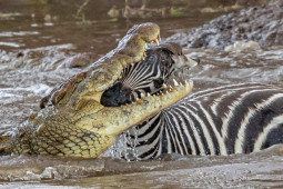 Cá sấu tấn công như chớp, ”nghiền nát” con mồi bằng hàm răng sắc nhọn
