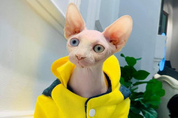 Thị trường - Tiêu dùng - 8x Sài Thành chi hàng trăm triệu đồng mua giống mèo đắt nhất thế giới về nuôi