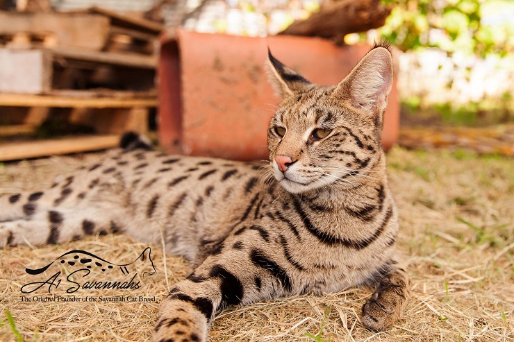 Mang thân hình của một con báo con nhưng có trái tim của một chú mèo nhỏ, mèo Savannah có giá từ 1.500-50.000 USD (~ 37 triệu đồng đến gần 1,2 tỷ đồng).
