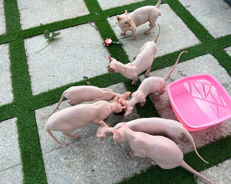 Các bé mèo được trang bị khu vui chơi riêng có nhà, máy sưởi, máy vệ sinh tự động dọn và được chăm sóc chu đáo.