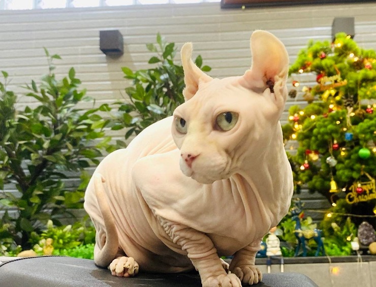 Con mèo tên Zala được chị mua với giá 2.000 USD và phải mất hơn 40 triệu để điều trị bệnh hô hấp và nhiễm trùng máu.