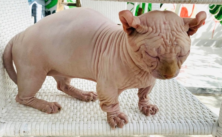 Tí Đô được chị mua với giá gần 1.000 USD có tính cách rất mạnh mẽ và thích chiếm hữu.