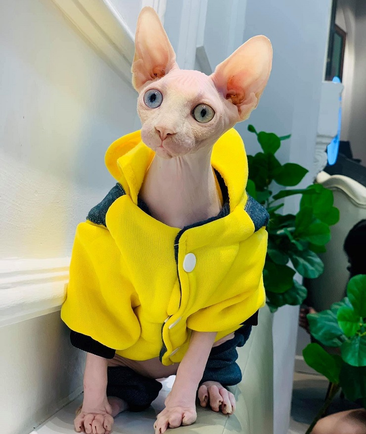 Chú mèo tên Rose được chị Dung mua với giá 3.000 USD. 