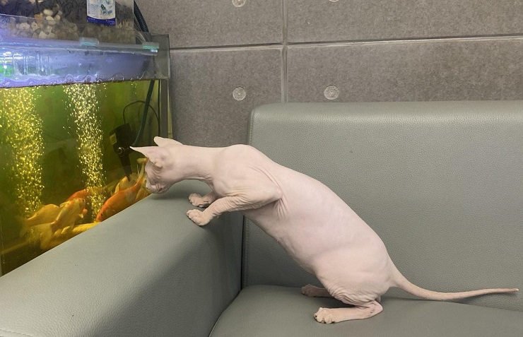 Mặc dù có vẻ ngoài khá đặc biệt và trông có vẻ hơi khó gần nhưng mèo nhân sư lại rất tình cảm và thân thiện.