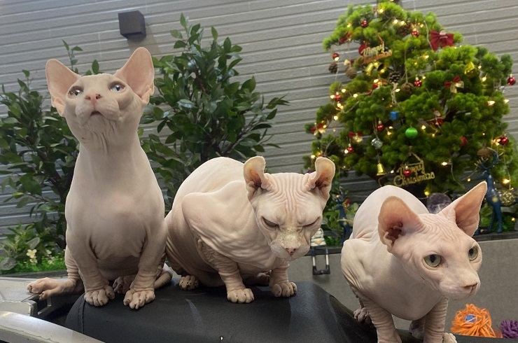 Mỗi chú mèo của chị Dung đều có những tính cách khác biệt và nhớ hết tên gọi của mình.