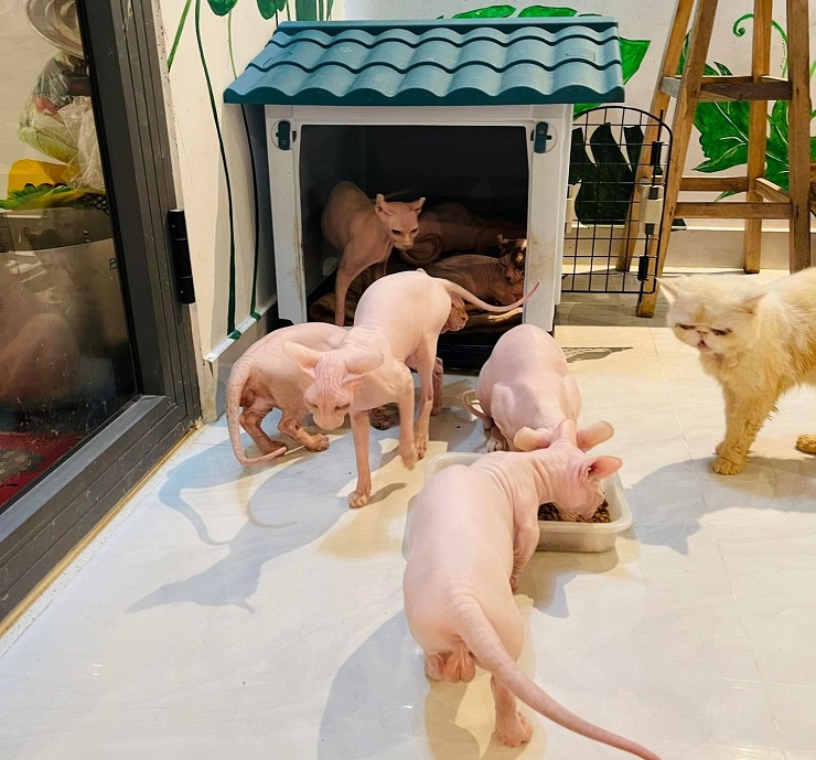 Hiện tại chị Dung có 7 chú mèo nhân sư trong nhà.