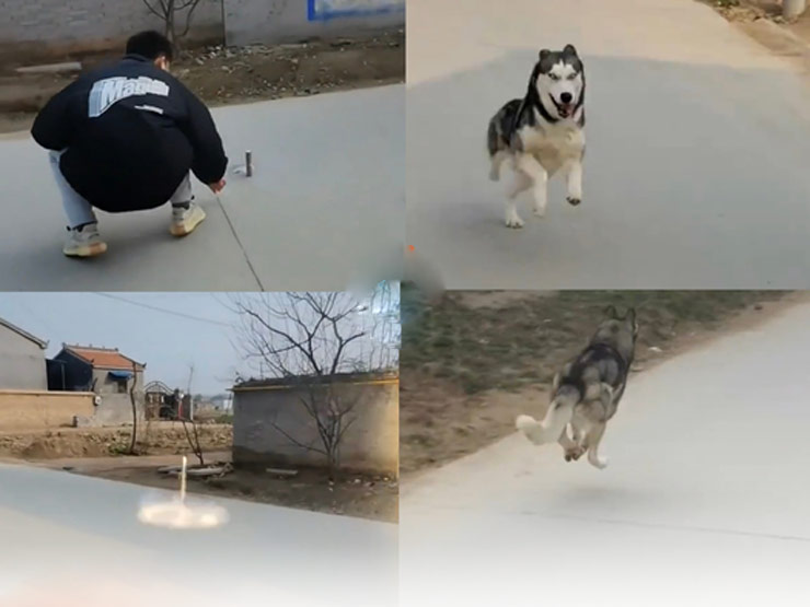 “Chó ngáo” đi chơi không về, anh chàng cao tay dùng chiêu "cực độc” - 1