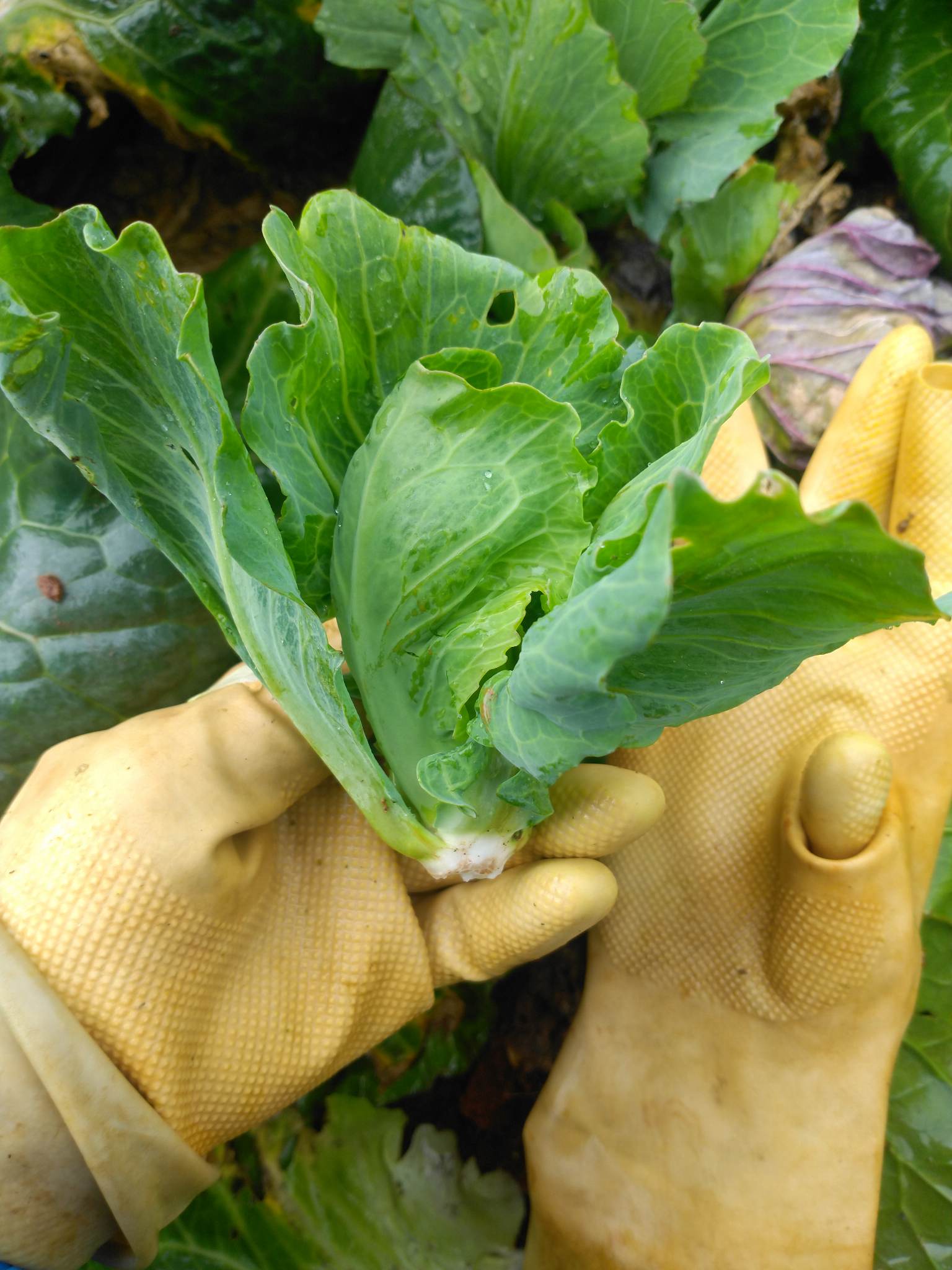 This vegetable was once no one ate, now it's a specialty with the price of 40,000 VND/kg - 1