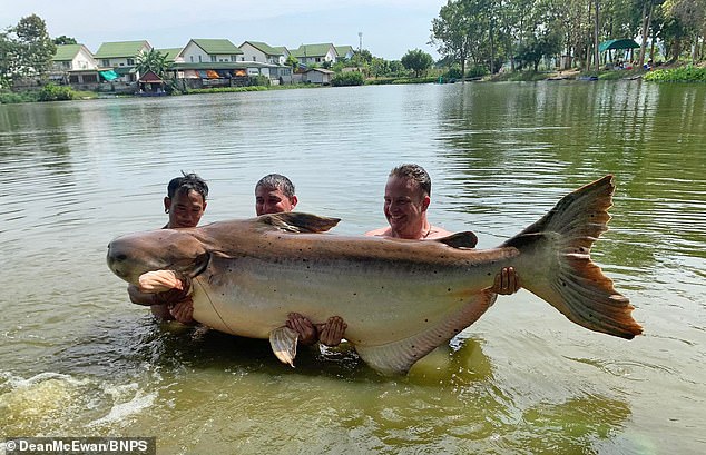 Con cá da trơn khổng lồ nặng khoảng 190kg.