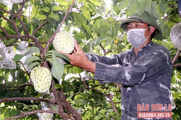 Thành viên HTX xây dựng và nông nghiệp Bảo Khánh, tiểu khu 3/2, xã Cò Nòi, huyện Mai Sơn chăm sóc vườn na cho quả rải vụ.