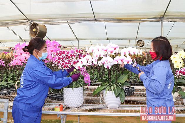 Chăm sóc hoa lan tại Công ty cổ phần hoa Nhiệt đới, xã Đông Sang, huyện Mộc Châu.