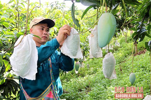 Nông dân xã Nà Mường, huyện Mộc Châu bao trái xoài.
