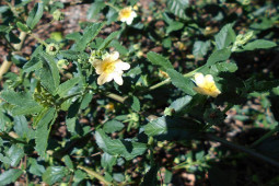 Thị trường - Tiêu dùng - Cây dại mọc đầy đường ở Việt Nam nay "lên chậu" thành bonsai, giá 500.000 đồng/cây