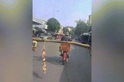 Xe máy - Xe đạp - Clip: Siêu phẩm chở chuối "cân" cả thế giới