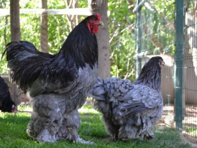 Thị trường - Tiêu dùng - Gần 20 triệu đồng/đôi, đại gia vẫn không ngại xuống tiền để sở hữu loại gà "hàng độc" chỉ ngắm chứ chẳng dám ăn