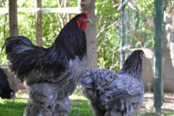 Thị trường - Tiêu dùng - Gần 20 triệu đồng/đôi, đại gia vẫn không ngại xuống tiền để sở hữu loại gà "hàng độc" chỉ ngắm chứ chẳng dám ăn