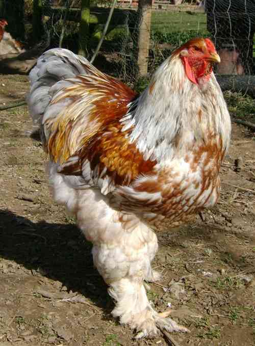 Đây là 1 trong những giống gà có trọng lượng siêu khủng khoảng 8kg/con. Thậm chí có những con cân nặng 18kg/con với những chủng đột biến. Vẻ ngoài của giống gà này có thân hình to lớn khổng lồ cùng bắp chân vô cùng lớn.